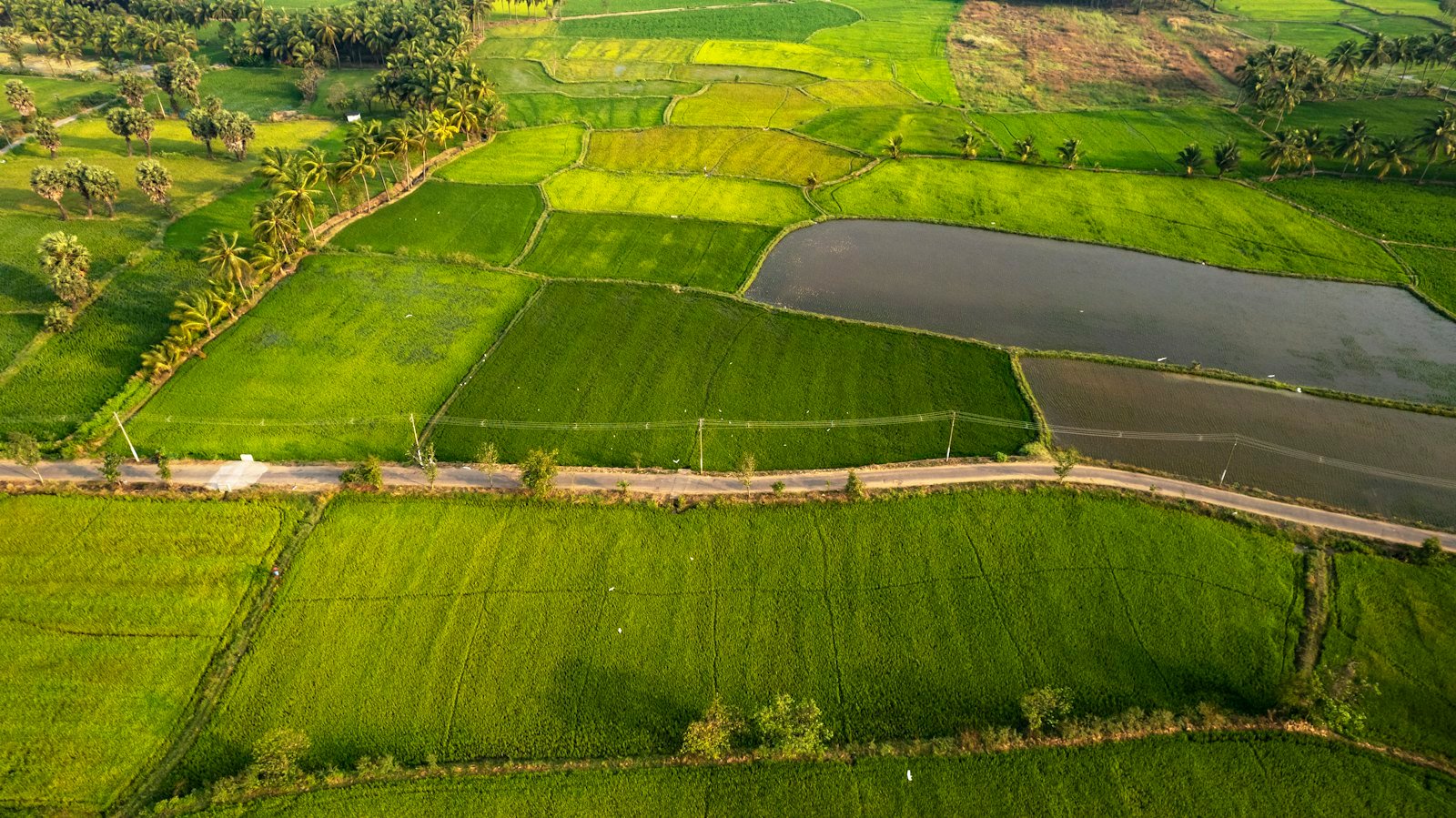 Paddy fields and palms seen from above